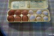 Some eggs from the neighbors