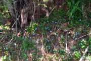 Periwinkle
