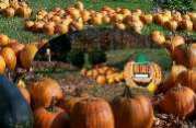 Pumpkins #3