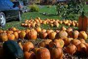 Pumpkins #2