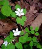 Anemone