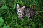 Soooo tired kitten