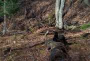 Tramp on a log