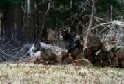 Tramp on a woodpile