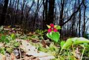 Purple Trillium