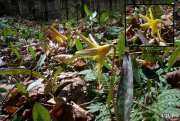 Trout Lily