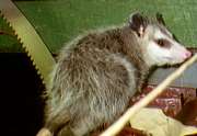 Bill, the possum