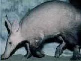 Orikteropo