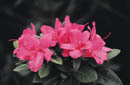 azalea.jpg (7020 bytes)