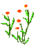 daisylf.gif (1403 bytes)