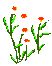 daisyrt.gif (661 bytes)