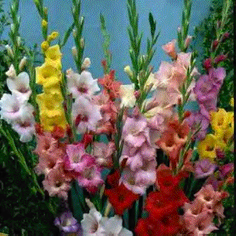More Flowers