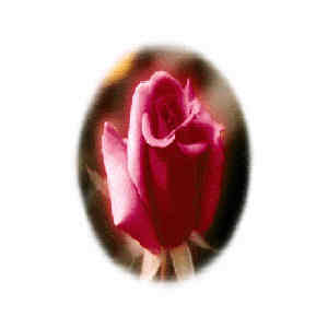 More Flowers