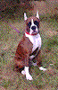 effects.gif (72152 bytes)