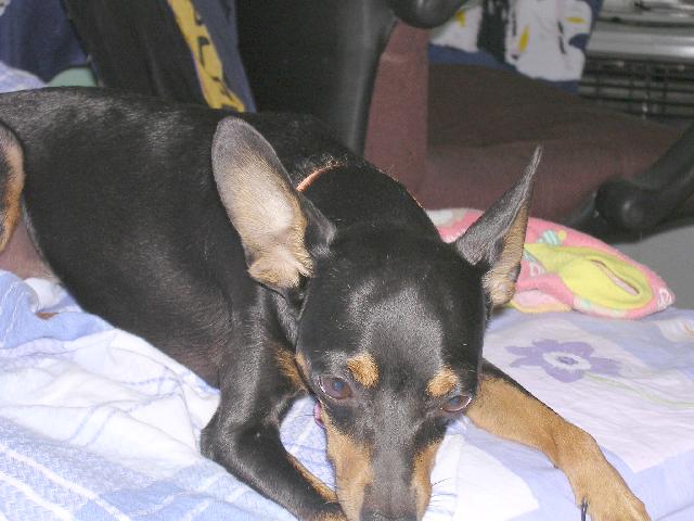 Queen Oreo(23197 bytes)