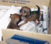 fourweek2.gif (22076 bytes)