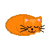 Ginger the narcoleptic cat