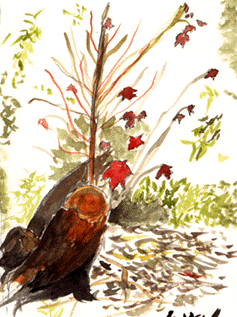 maple leaves and stump