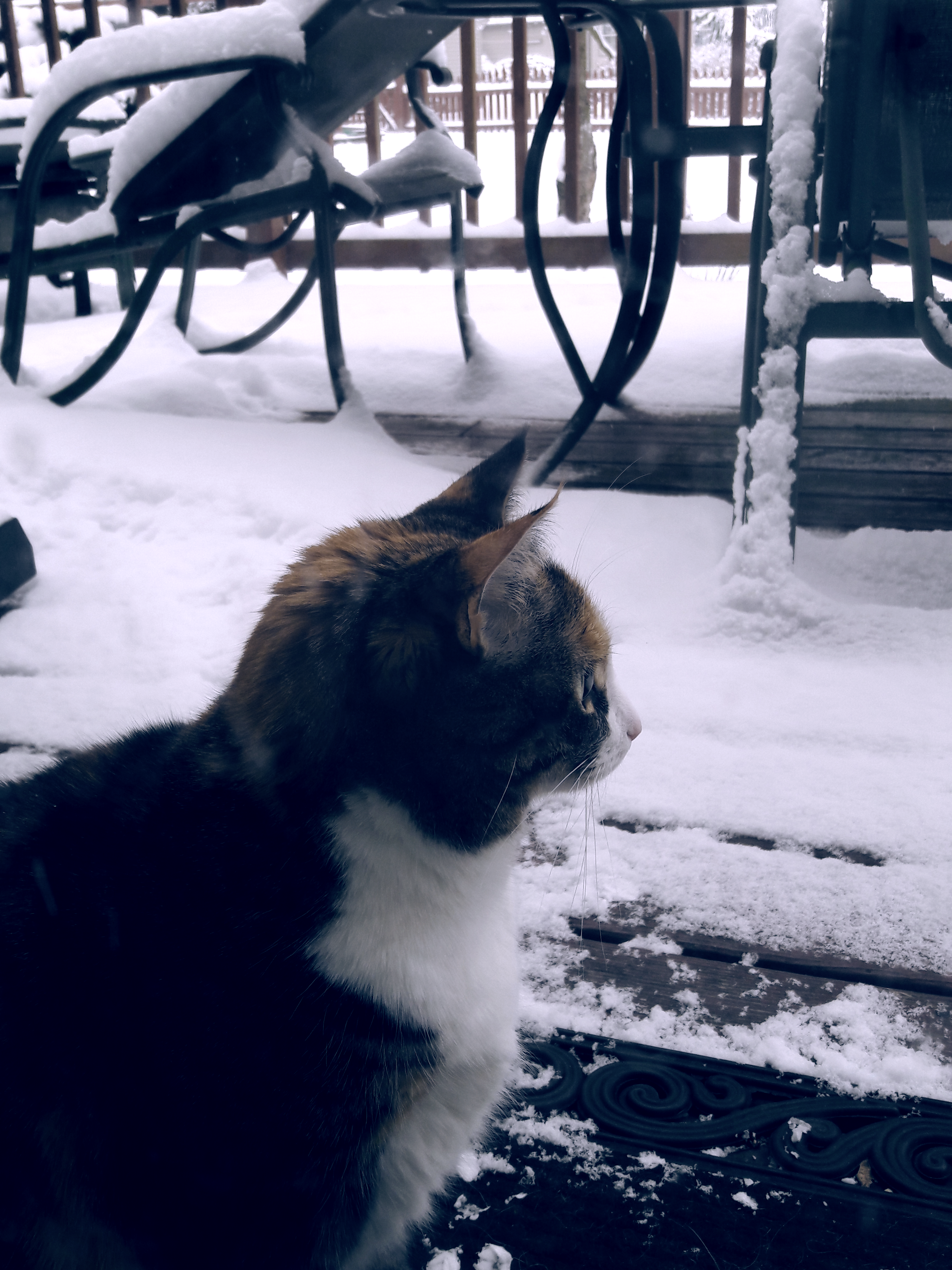 Lilly