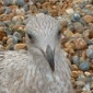 The Poser Gull