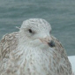 The Turkey Gull