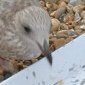 The Hungry Gull