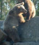 Bears