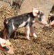 Piglets
