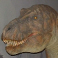 T Rex