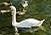 Uppsala Swans 2002