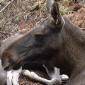 Moose Cow and Calves