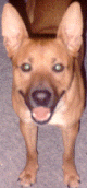 Bud.gif (29570 bytes)