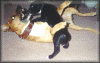 bud&doo.gif (91795 bytes)