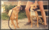 buddy.gif (82887 bytes)