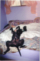 doo2000.gif (163494 bytes)