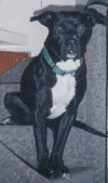 My dog.gif (29570 bytes)