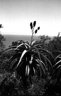 african cactus