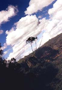 aussie tree