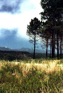 african landscape