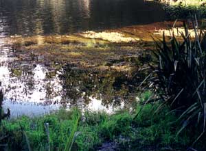 mirror lake