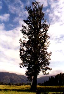 kiwi tree