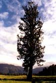 kiwi tree