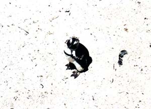 african penguin