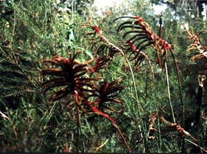 plants