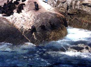 seals