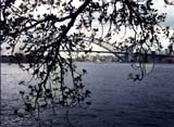 sydney