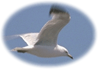 gull