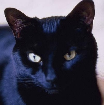 Kitty