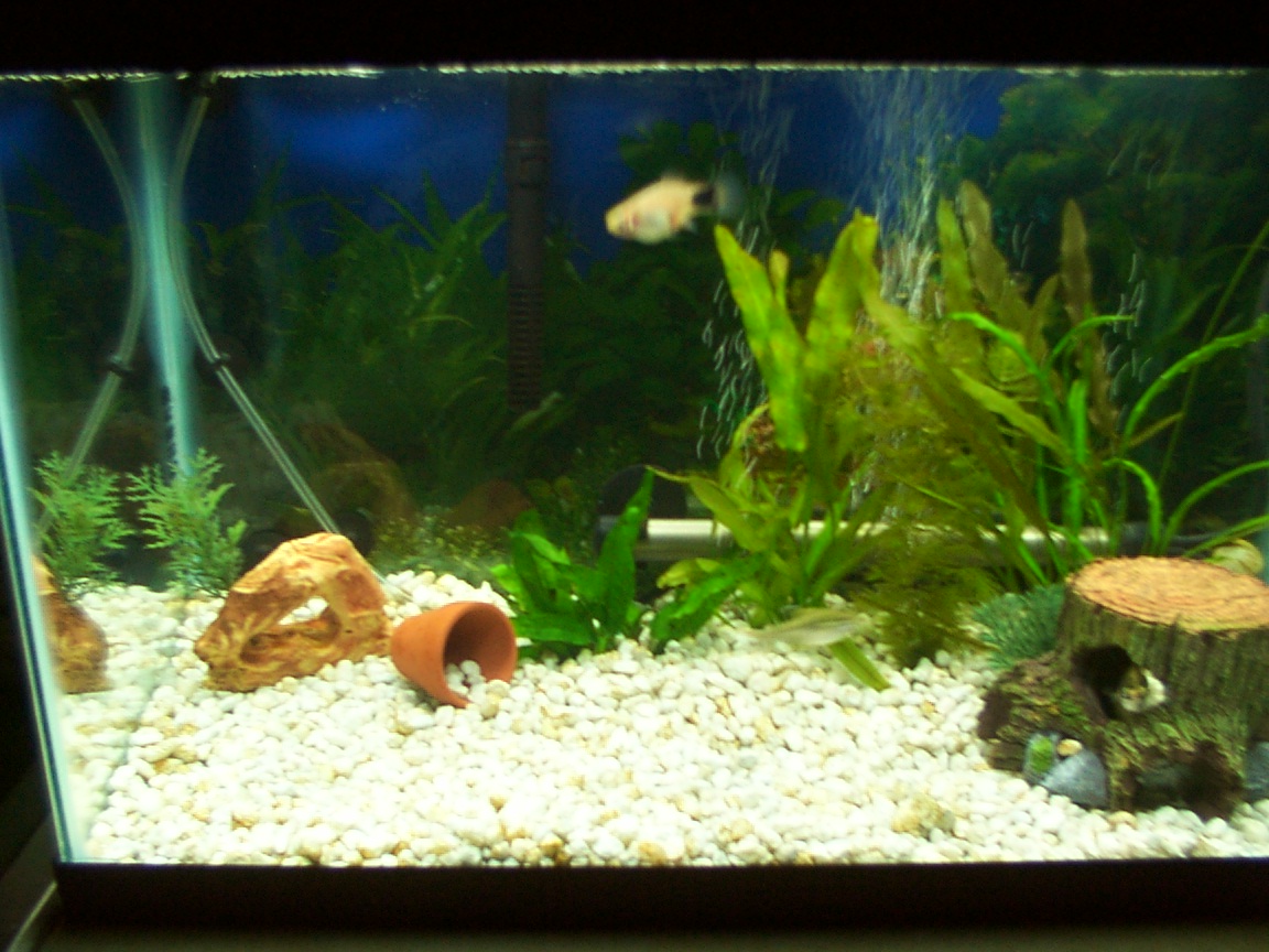 Basic Aquarium SetUp