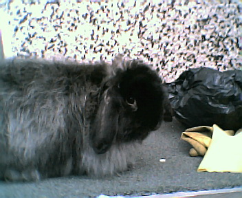 Annie my oh so cute new bun